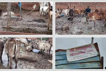 થોળની ગૌશાળામાં 20થી વધુ ગાયોના મોતથી ખળભળાટ, કાદવમાં ફસાયેલા મૃતદેહ મળ્યા | More than 20 cows die i…