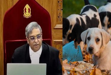 મને પ્રખ્યાત કરવા બદલ કૂતરાઓનો આભાર : ન્યાયાધીશ વિક્રમનાથ | Thank you to the dogs for making me famo…