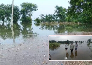 પંચમહાલ જિલ્લામાં જળાશયો છલકાયા: કડાણા ડેમમાંથી પાણી છોડાતા ખેતરો જળમગ્ન, પાકને ભારે નુકસાન | Panchm…