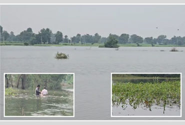 કડાણા અને પાનમ ડેમમાંથી પાણી છોડાતાં મહીસાગર નદીમાં પૂર, શહેરાના અનેક ગામોમાં ખેતરો થયા જળમગ્ન | Wat…