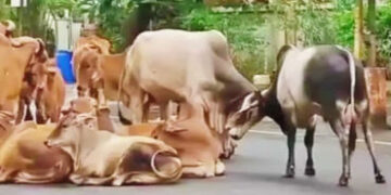 મહાનગરપાલિકાએ એક માસમાં 515 રખડતા ઢોર પકડયા છતાં ત્રાસ યથાવત | Despite the Municipal Corporation cat…