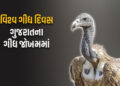 વિશ્વ ગીધ દિવસ: ગુજરાતમાં ગીધની સંખ્યામાં નોંધપાત્ર ઘટાડો, ઝાલાવાડમાં કુલ 8માંથી 6 પ્રજાતિના ગીધ જોવ…