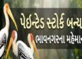 ચોમાસામાં દુર્લભ લેસ્સર ફ્લોરીકન ભાવનગરના મહેમાન બન્યા : 25 થી વધુનો અંદાજ | Rare Lesser Floricans b…