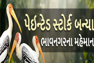 ચોમાસામાં દુર્લભ લેસ્સર ફ્લોરીકન ભાવનગરના મહેમાન બન્યા : 25 થી વધુનો અંદાજ | Rare Lesser Floricans b…