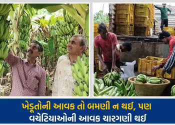 અમરેલી: કેળા પકવતા ખેડૂતો રાતા પાણીએ રડ્યા, રૂ. 50,000ના ખર્ચ સામે રૂ 1 કિલોનો ભાવ | amreli banana f…