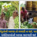 અમરેલી: કેળા પકવતા ખેડૂતો રાતા પાણીએ રડ્યા, રૂ. 50,000ના ખર્ચ સામે રૂ 1 કિલોનો ભાવ | amreli banana f…