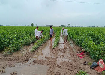 સુરેન્દ્રનગર જિલ્લામાં વરાપ વગર સતત વરસાદથી ખેડૂતોને નુકસાનની ભીતિ | Farmers fear loss due to contin…
