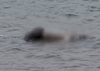 બોરતળાવમાંથી માનવ દેહ તરતો મળી આવ્યો | Human body found floating in Bor Lake