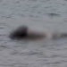 બોરતળાવમાંથી માનવ દેહ તરતો મળી આવ્યો | Human body found floating in Bor Lake