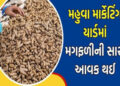 મહુવા માર્કેટ યાર્ડમાં સોમવારથી નવી સીઝનની મગફળીની હરાજી શરૂ થશે | The auction of new season groundn…