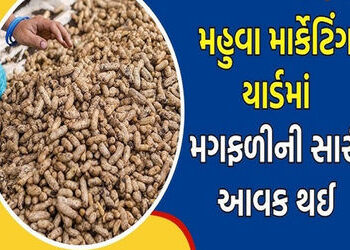 મહુવા માર્કેટ યાર્ડમાં સોમવારથી નવી સીઝનની મગફળીની હરાજી શરૂ થશે | The auction of new season groundn…