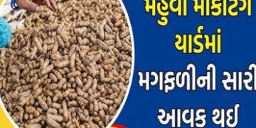 મહુવા માર્કેટ યાર્ડમાં સોમવારથી નવી સીઝનની મગફળીની હરાજી શરૂ થશે | The auction of new season groundn…