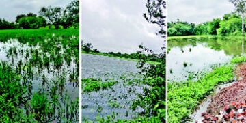 નડિયાદના આખડોલ, જસતાપુરા સીમના 50 વીઘા ડાંગરના પાકમાં કેનાલના પાણી ફરી વળ્યાં | Canal water overflow…