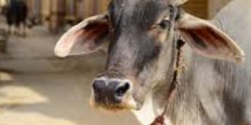 સ્કૂલે જવા બસની રાહ જોતા બાળકો પાછળ ગાય દોડતા નાસભાગ | Cow runs after children waiting for bus to go…