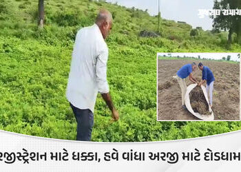 અમરેલી: સેટેલાઇટ સર્વેની ભૂલે જગતનો તાત ચિંતિત, મગફળી વાવી છતાં નથી દેખાતી, ખેડૂતોને ધક્કા | amreli …