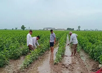 અમરેલીના ખેડૂતોની જમીનના ડિજિટલ સર્વેમાં ખામી, વાસ્તવિક આંકડાઓ સાથે સર્વે કરવા મુખ્યમંત્રીને રજૂઆત |…