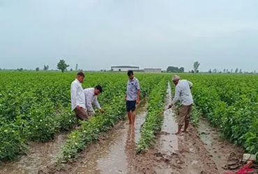 અમરેલીના ખેડૂતોની જમીનના ડિજિટલ સર્વેમાં ખામી, વાસ્તવિક આંકડાઓ સાથે સર્વે કરવા મુખ્યમંત્રીને રજૂઆત |…