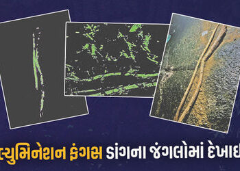દ.ભારતમાં જોવા મળતી લ્યુમિનેશન ફંગસ ડાંગના જંગલોમાં દેખાઈ, ગુજરાતમાં સંભવતઃ પહેલીવાર | luminescent f…