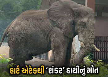 દિલ્હીના પ્રાણીસંગ્રહાલયમાં હાર્ટ એટેકથી આફ્રિકન હાથી શંકરનું મોત, પોસ્ટમોર્ટમમાં પુષ્ટી | African e…