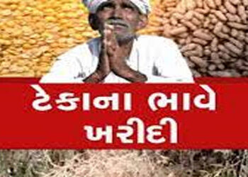 મગફળીનું ઉત્પાદન 66 લાખ ટન અને સરકાર માત્ર 12.62 લાખ ટન ખરીદશે | Groundnut production is 66 lakh ton…