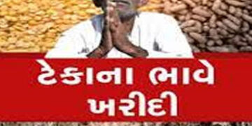 મગફળીનું ઉત્પાદન 66 લાખ ટન અને સરકાર માત્ર 12.62 લાખ ટન ખરીદશે | Groundnut production is 66 lakh ton…