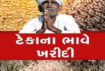 મગફળીનું ઉત્પાદન 66 લાખ ટન અને સરકાર માત્ર 12.62 લાખ ટન ખરીદશે | Groundnut production is 66 lakh ton…