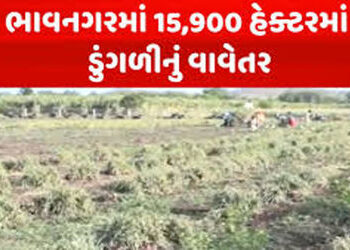 જિલ્લામાં 1642 હેક્ટરમાં ડુંગળીનું વાવેતર : 47632 મે. ટનનું ઉત્પાદન | Onion cultivation in 1642 hect…