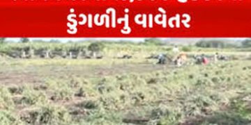 જિલ્લામાં 1642 હેક્ટરમાં ડુંગળીનું વાવેતર : 47632 મે. ટનનું ઉત્પાદન | Onion cultivation in 1642 hect…