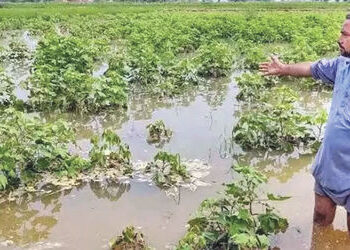ખરીફ પાક પર તોળાતો ખતરો, વધુ વરસાદથી ઉભા પાક પર અસર | Kharif crops under threat heavy rains impact s…