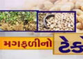 ખાંડીદીઠ 9,000 ટેકો દેવા 10,000નાં આંધણ સહિત 20,000ની નુકસાની | Loss of 20 000 including 9 000 suppo…