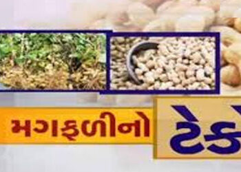 ખાંડીદીઠ 9,000 ટેકો દેવા 10,000નાં આંધણ સહિત 20,000ની નુકસાની | Loss of 20 000 including 9 000 suppo…