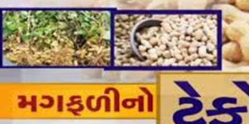 ખાંડીદીઠ 9,000 ટેકો દેવા 10,000નાં આંધણ સહિત 20,000ની નુકસાની | Loss of 20 000 including 9 000 suppo…