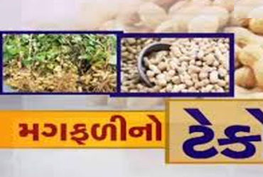 ખાંડીદીઠ 9,000 ટેકો દેવા 10,000નાં આંધણ સહિત 20,000ની નુકસાની | Loss of 20 000 including 9 000 suppo…