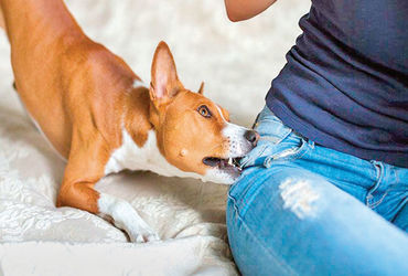 આણંદ જિલ્લામાં 3 વર્ષમાં 52,697 લોકોને શ્વાન કરડયા | 52 697 people were bitten by dogs in Anand dist…