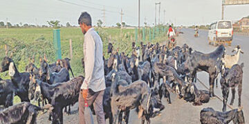 સાયલા હાઇવે પર ડમ્પરનો કહેર, દસ બકરાને અડફેટે લેતાં મોત | Dumper crashes on Sayla Highway kills ten …