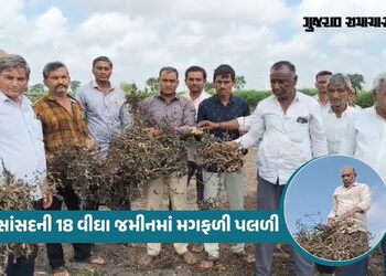 અમરેલી: પોતાના ખેતરમાં વિનાશ વેરાતા સાંસદને ખેડૂતોની વ્યથા સમજાઈ, ખેડૂતોને ઓછી સહાય મુદ્દો વિરોધ કર્…