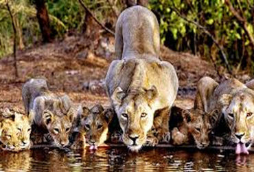 આજે સાસણ જંગલ સફારીનો પ્રારંભ : રાષ્ટ્રપતિનાં આગમન સમયે બંધ | Sasan Jungle Safari begins today: Clos…