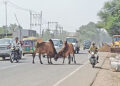 નડિયાદ- કપડવંજ હાઈવે પર આખલા બાખડયા : લોકોના જીવ તાળવે ચોંટયા | Bulls gored on Nadiad Kapadvanj high…