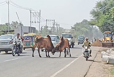નડિયાદ- કપડવંજ હાઈવે પર આખલા બાખડયા : લોકોના જીવ તાળવે ચોંટયા | Bulls gored on Nadiad Kapadvanj high…
