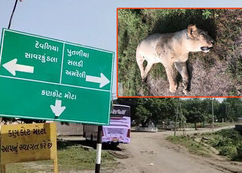 અમરેલી: લીલિયાના કણકોટ નજીક સિંહણનું શંકાસ્પદ મોત, દોષિતોને જેલ હવાલે કરવાની માંગ | liliya kanakot l…