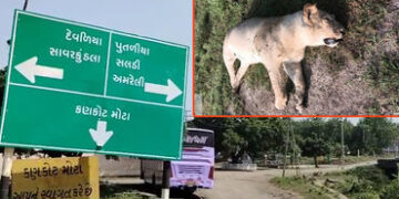 અમરેલી: લીલિયાના કણકોટ નજીક સિંહણનું શંકાસ્પદ મોત, દોષિતોને જેલ હવાલે કરવાની માંગ | liliya kanakot l…