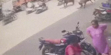 વડોદરામાં રખડતા પશુએ દોટ મૂકતા ઢોરપાર્ટીનો કર્મચારી અડધો કિલોમીટર ઢસડાયો, પગમાં ફસાયું હતું દોરડું |…