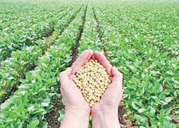 નબળો પાક છતાં, સોયાબીન MSP કરતા 15 % નીચે | Despite poor crop soybean prices 15% below MSP