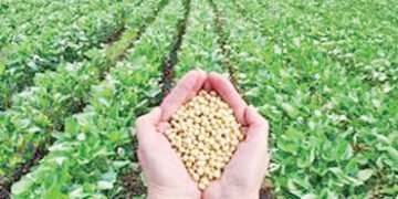 નબળો પાક છતાં, સોયાબીન MSP કરતા 15 % નીચે | Despite poor crop soybean prices 15% below MSP