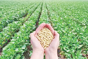 નબળો પાક છતાં, સોયાબીન MSP કરતા 15 % નીચે | Despite poor crop soybean prices 15% below MSP