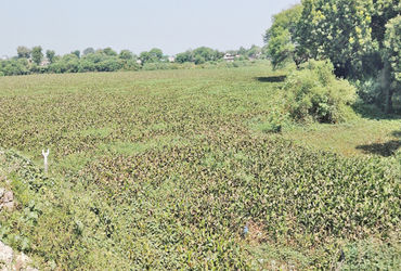 બોરસદના નાપાનું તળાવ કુંભવેલથી ઢંકાયું : મચ્છર, ગંદકીનું સામ્રાજ્ય | Borsad Napa lake covered in Kum…