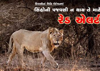 દિવાળીનાં મિનિ વેકેશનમાં સિંહોની પજવણી ન થાય તે માટે રેડ એલર્ટ | Red alert to prevent lions from bei…