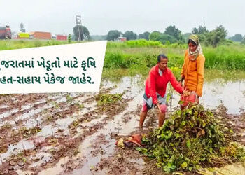 રાજ્યના 5 જિલ્લામાં પાક નુકશાન થતા 947 કરોડનું કૃષિ રાહત પેકેજ જાહેર કરાયુ | Agricultural relief pac…
