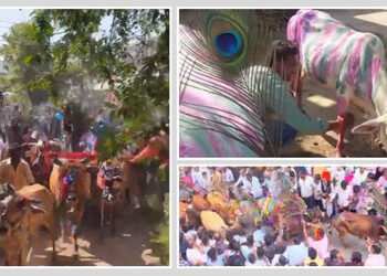 દાહોદ જિલ્લાનો અનોખો ‘ગાય ગોહરી’ ઉત્સવ: જ્યાં ખેડૂતો પશુધનના ટોળા નીચે દંડવત પ્રણામ કરીને પ્રાયશ્ચિત…
