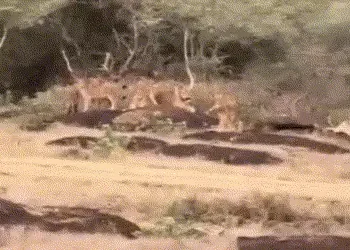 VIDEO : ગીર નહીં પોરબંદરમાં સાવજોનો વસવાટ! બરડા ડુંગર પાસે એકસાથે 11 સિંહ દેખાયા | 11 lions spotted …